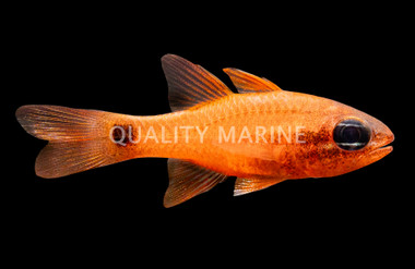 Tailspot Cardinalfish