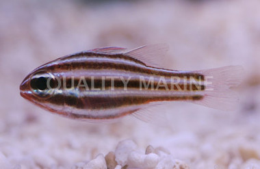 Seven Striped Cardinalfish