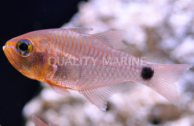 Orangelined Cardinalfish