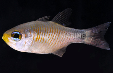 Dusky Tailed Cardinalfish