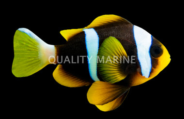 Allardi Clownfish