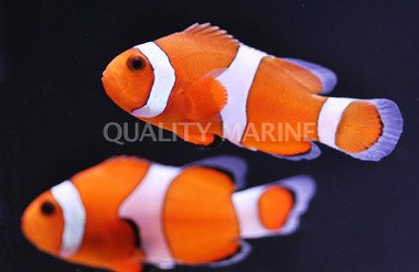 Ocellaris Clownfish, Pair