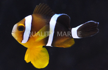 Three Stripe Clownfish