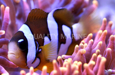 Premium Galaxy Clarkii Clownfish