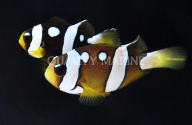 Galaxy Clarkii Clownfish