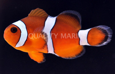 Blood Orange Clownfish, Hybrid :: 14091