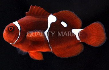 Gold Dot Maroon Clownfish