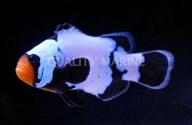 Premium Phantom Ocellaris Clownfish