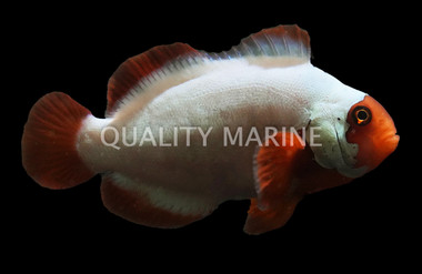 Thunder Maroon Clownfish