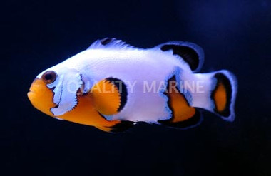 Ultra Black Ice Ocellaris Clownfish
