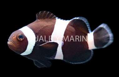 Darwin Ocellaris Clownfish