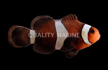 Darwin Ocellaris Clownfish