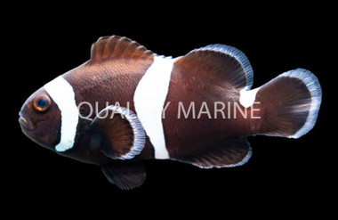 Misbar Darwin Ocellaris Clownfish