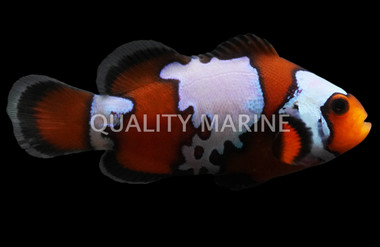 Black Ice Ocellaris Clownfish
