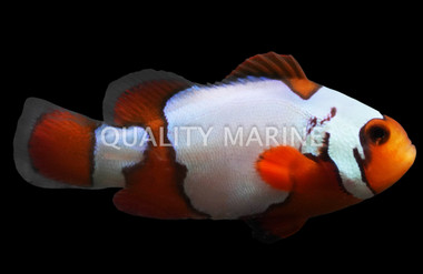 Premium Snowflake Ocellaris Clownfish