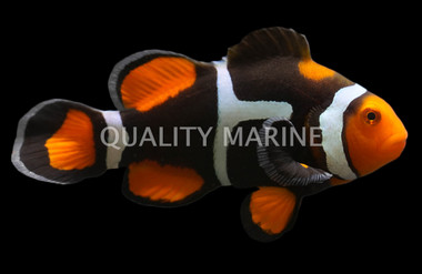 Madagascar Clownfish
