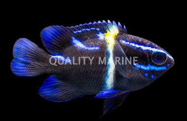 Blue Streak Damselfish