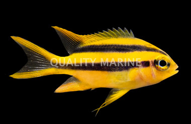 Black & Gold Chromis
