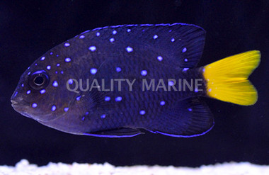 Jewel Damselfish