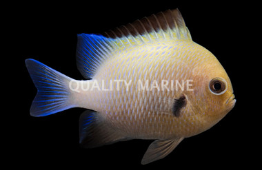Marginate Damselfish