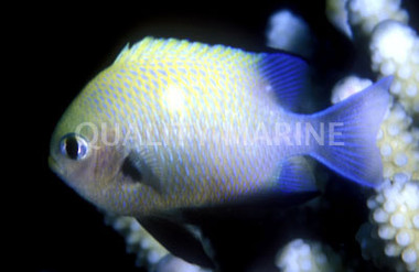 Marginate Damselfish