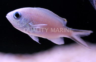 Yellow Edge Chromis