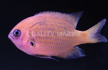 Agile Chromis