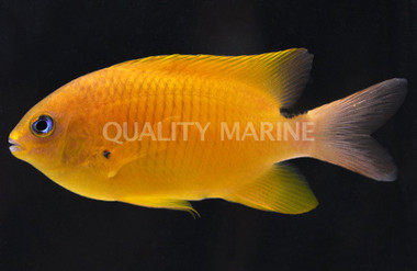 Golden Gregory Damselfish