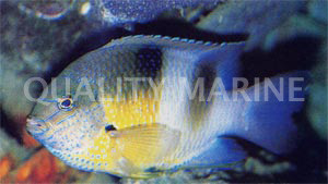Honey Head Damselfish