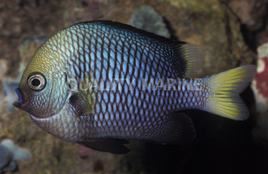 Yellowtail Damselfish