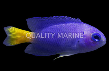 Similar Damselfish