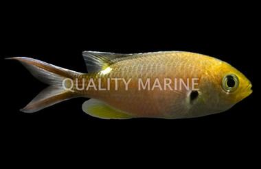 Scissortail Chromis 