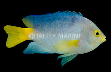 Gregory Yellowtail Damselfish :: 15102