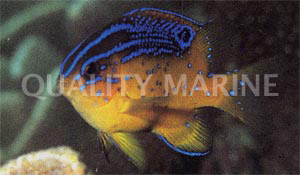 Bigscale Parma Damselfish