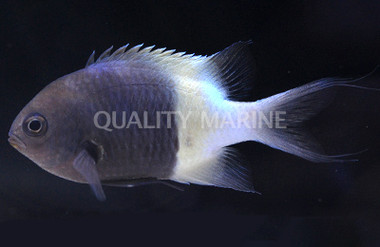 Chocolatedip Chromis