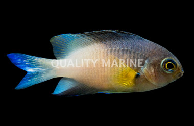 Bicolor Damselfish