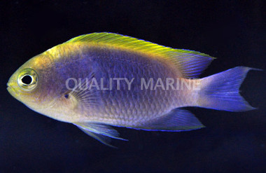 Bleeker's Chromis