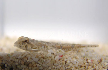 Jordan's Dragonet