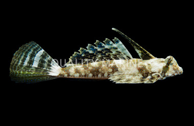 Ocellated Dragonet, Male