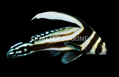 Spotted Drumfish