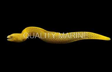 Fire Coral Eel