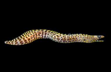 Jewel Moray Eel