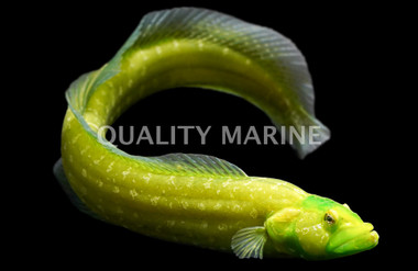 Green Wolf Eel