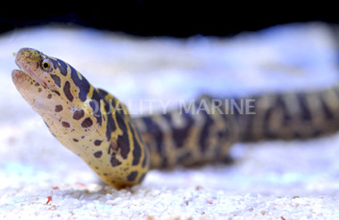 Gold Chain Eel :: 16018
