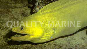 Green Moray Eel