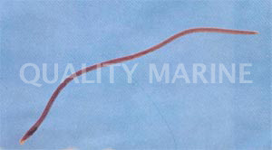 Snake Eel :: 16021