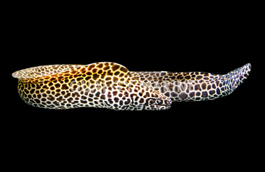 Honeycomb Eel :: 16024