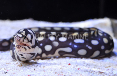 Yellow Spotted Moray Eel
