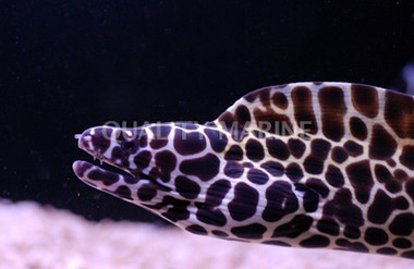 Dalmatian Eel :: 16067