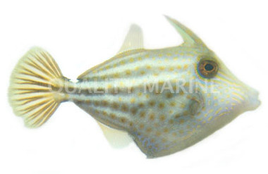 Orangetail Filefish